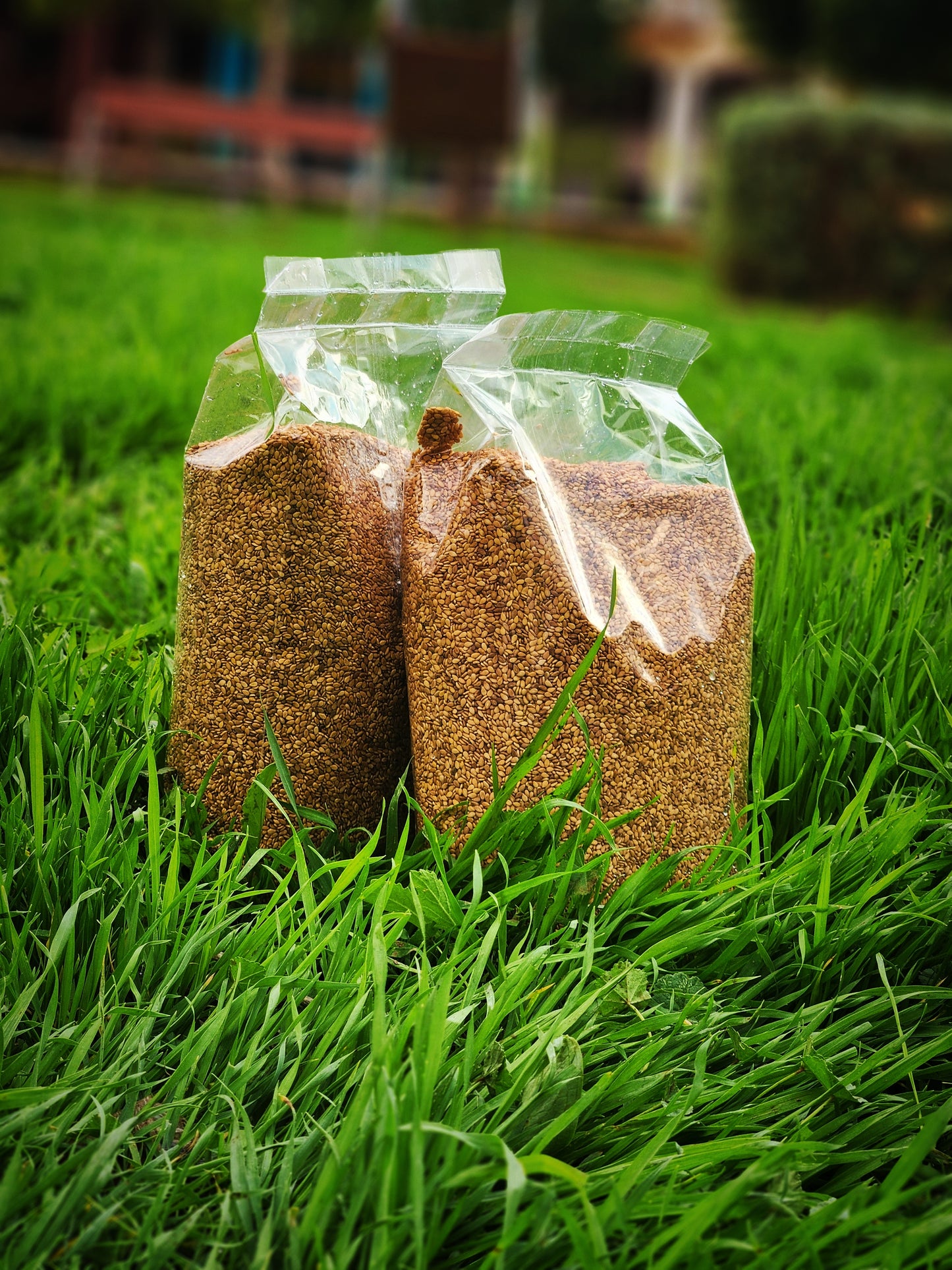 جنجلان (السمسم)